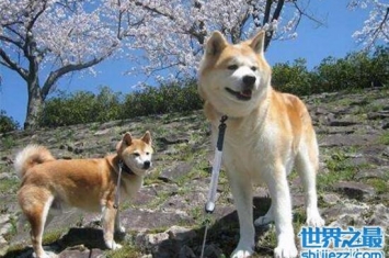 柴犬和秋田犬的区别，秋田有气魄/柴犬萌但很怂