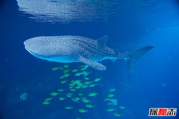 世界上最大的鱼 最长可达20米专吃浮游生物