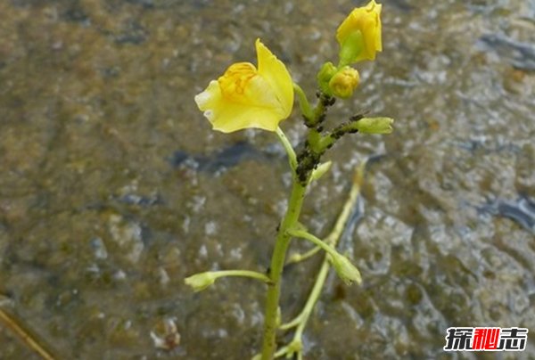 食肉植物怎样捕食猎物?世界上最可怕的10大食肉植物