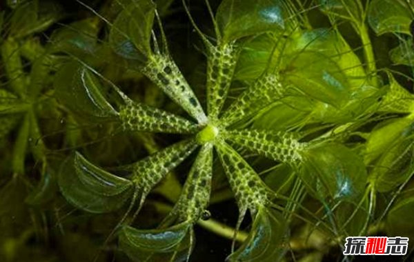 食肉植物怎样捕食猎物?世界上最可怕的10大食肉植物