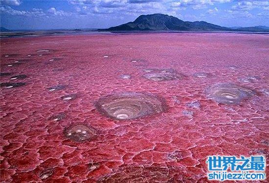 恐怖神秘的纳特龙湖，动物居然排队去送死。