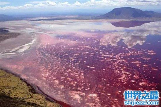 恐怖神秘的纳特龙湖，动物居然排队去送死。