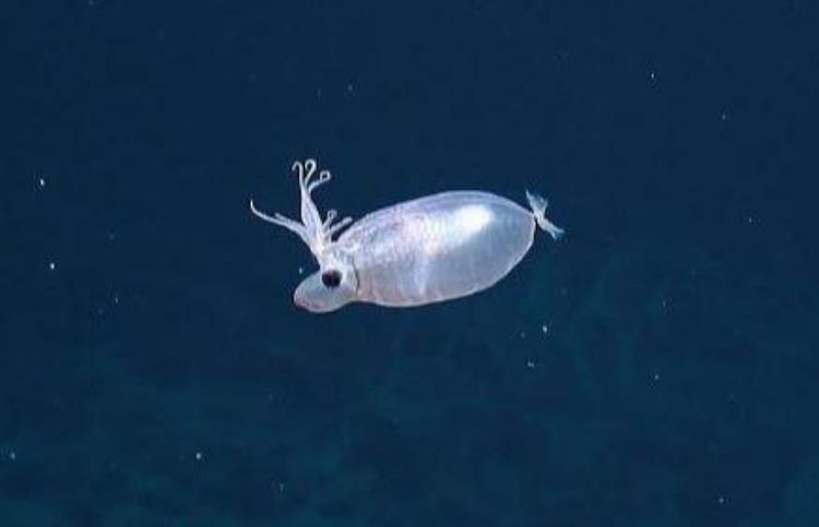 深海乌贼长啥样,深海生物大王乌贼