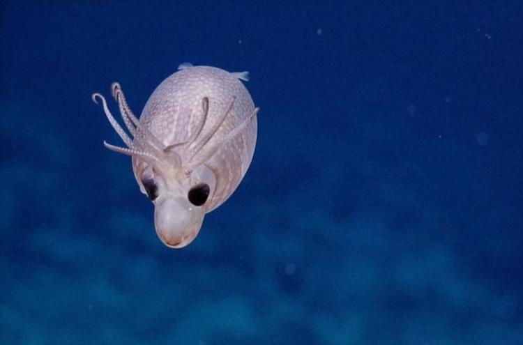 深海乌贼长啥样,深海生物大王乌贼