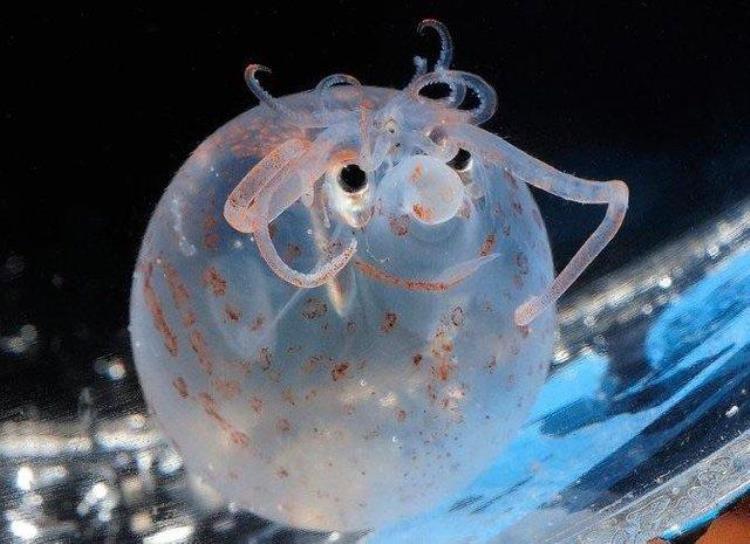 深海乌贼长啥样,深海生物大王乌贼