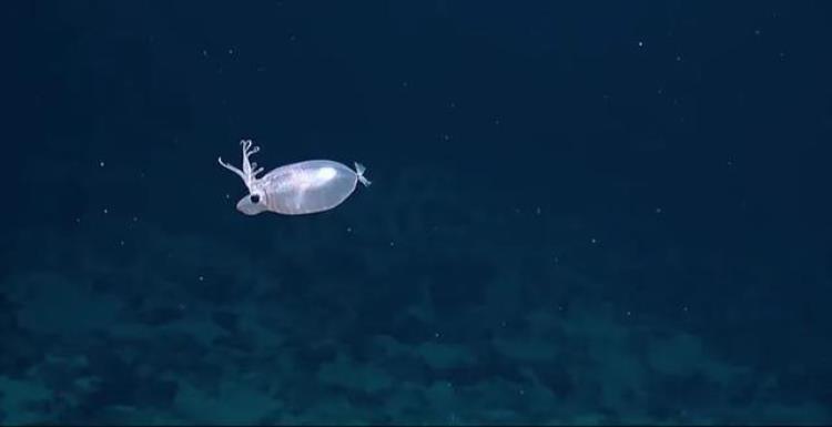 深海乌贼长啥样,深海生物大王乌贼