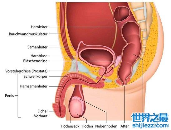 你了解男性生殖器官吗，教你如何照顾你的“小弟弟”