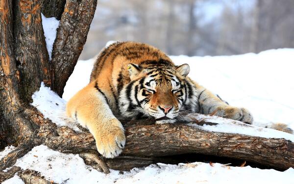 世界上体重最大的肉食性猫科动物，东北虎（重达350千克）