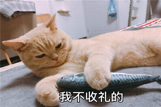 世界最贵的猫是什么猫 怎么样才能养好世界最贵的猫