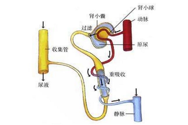 人尿是怎么形成的?肾脏过滤血液的代谢废物(97%都是水)