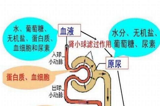 人尿是怎么形成的?肾脏过滤血液的代谢废物(97%都是水)