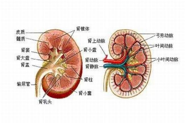 人尿是怎么形成的?肾脏过滤血液的代谢废物(97%都是水)