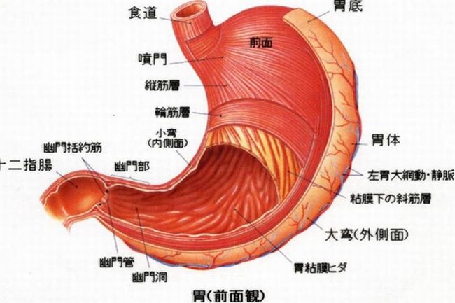 密集恐惧症会死人吗?密集恐惧症的治疗方法有哪些