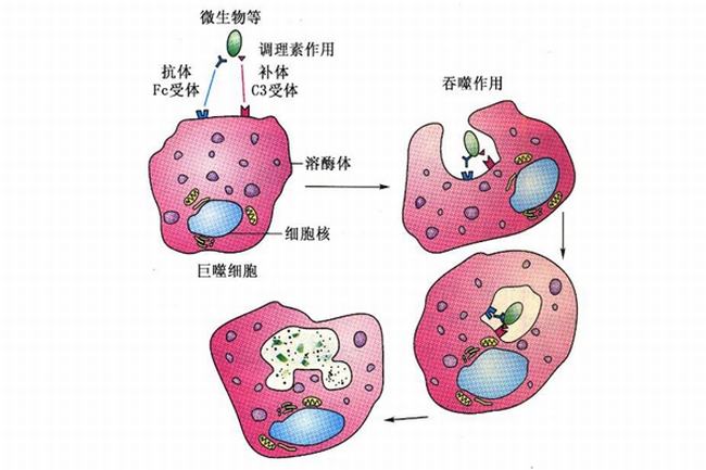 为什么说白血球是保卫人体健康的勇士?吞噬细菌(产生抗体)