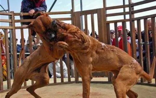 世界上的猛犬排名，比特犬不怕疼痛（扭玻利顿会吃人）