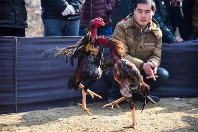 世界上最凶猛的鸡是什么 鲁西斗鸡（打架相当凶狠）