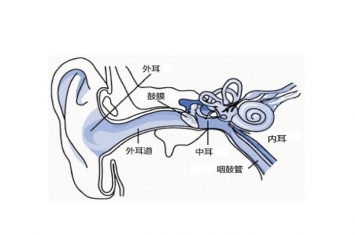 人为什么可以听到声音?耳廓收音鼓膜振动(刺激听神经)