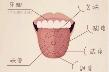 舌头为什么能辨别味道?舌头遍布3000个味蕾(甜味区靠前)