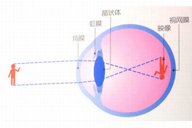 眼晴为什么能看到东西?光线刺激视网膜(80%信息靠视觉)