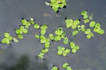 世界最阴险的植物:日轮花(与食肉蜘蛛共生)