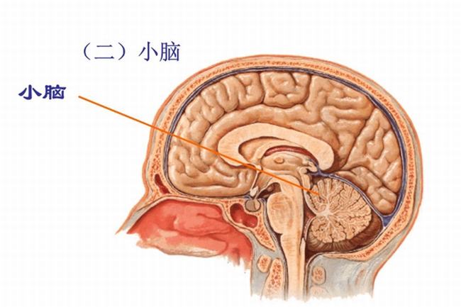 为什么打野战要穿迷彩服?混入周围环境(迷惑敌人)