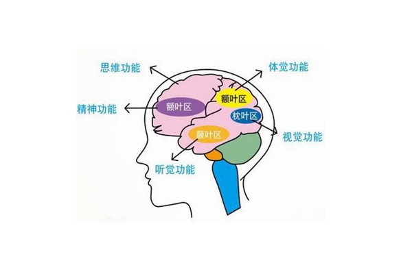 为什么大脑是人体的司令部?大脑是人最发达的思维器官