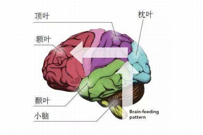 为什么大脑是人体的司令部?大脑是人最发达的思维器官