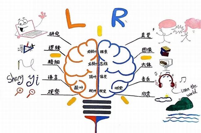 为什么大脑是人体的司令部?大脑是人最发达的思维器官