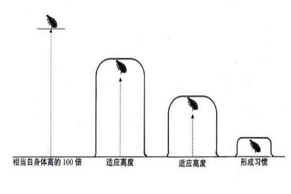 狗跳蚤在人身上有害吗?一只成虫能吸食体重15倍的血液