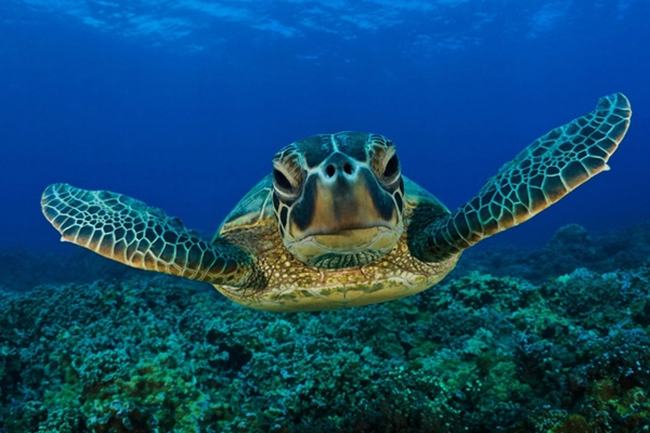 海龟为什么不会迷路?感应地球磁场强度(堪称生物罗盘)