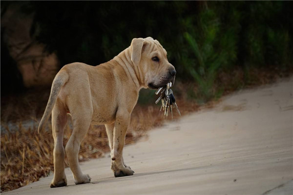 比特犬血统排名前五名 鳄鱼比特犬的咬痕力强超恐怖