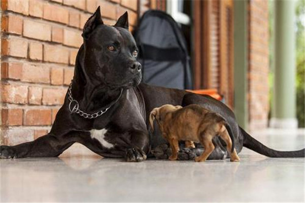 比特犬血统排名前五名 鳄鱼比特犬的咬痕力强超恐怖