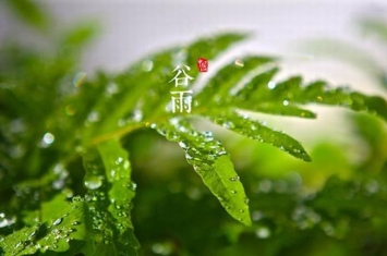 谷雨是什么意思?谷雨一定会下雨吗（雨生百谷）