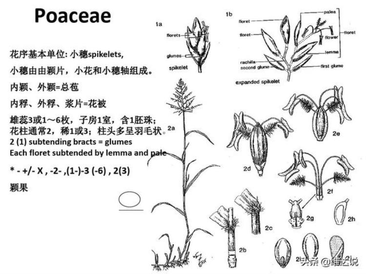 西亚人最早开始种植小麦和大麦,小麦进化历史