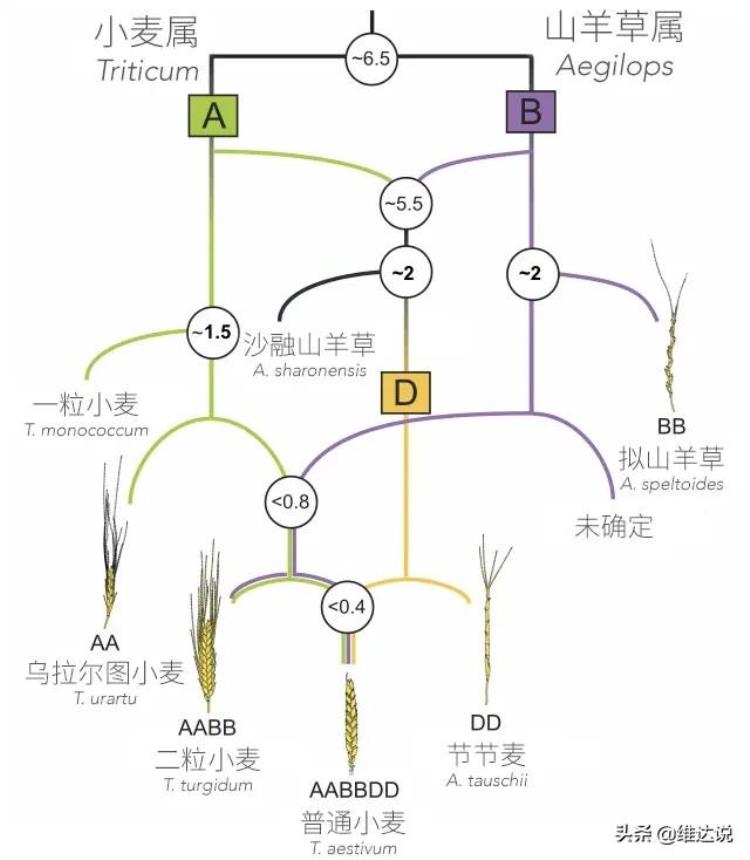 西亚人最早开始种植小麦和大麦,小麦进化历史