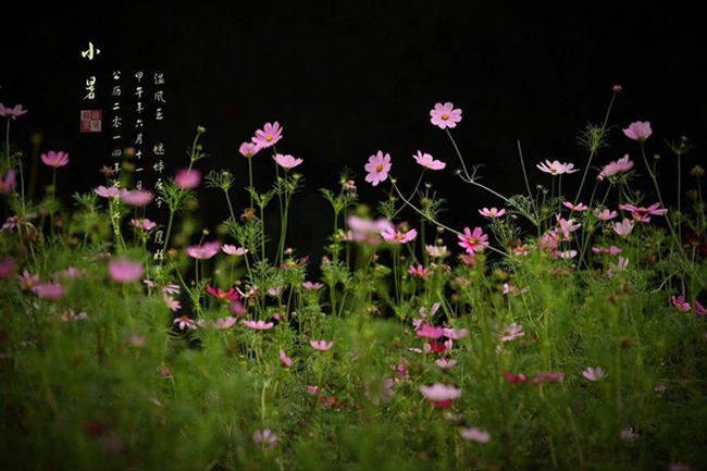 夏至的下一个节气是什么?小暑有哪些重要特点(闷热难耐)