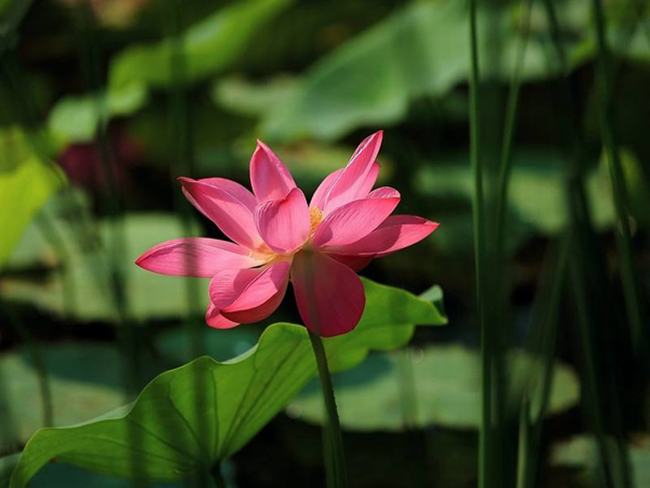 夏至的下一个节气是什么?小暑有哪些重要特点(闷热难耐)