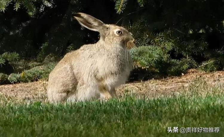 巨型食肉兔子,巨型肉兔最大能长多少斤