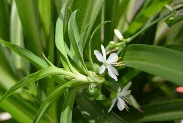 世界上寿命最长的植物:万岁老人，10万岁海草(长8公里)