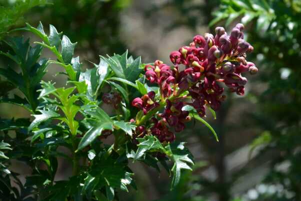 世界上寿命最长的植物:万岁老人，10万岁海草(长8公里)