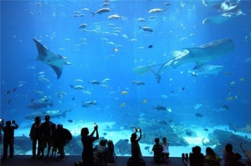 世界上最大的水族馆 乔治亚水族馆（属于美国）