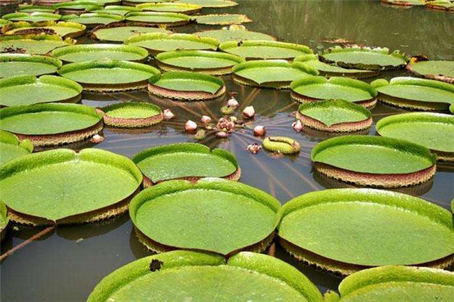 世界上叶子最大的水生植物 王莲（可同时承载几个孩子）