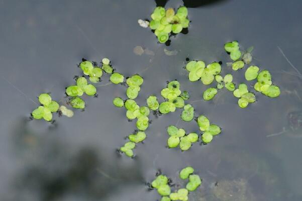 世界上最小的花:芜萍，直径小于1.5mm(1平方米1百万个)