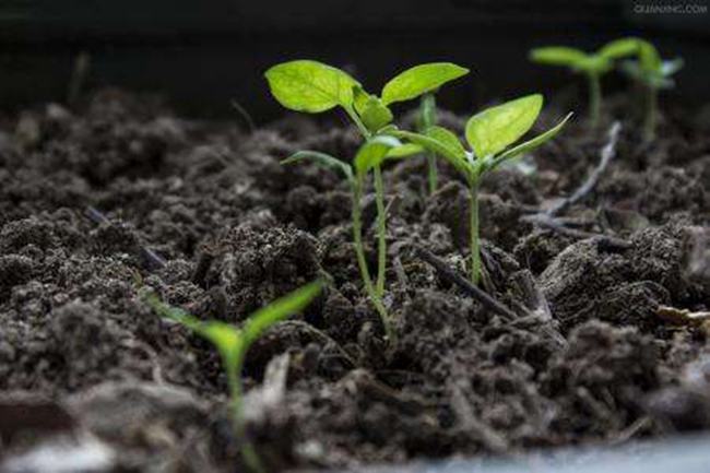 地球为什么都是碳基生命?地球是否存在其他类型的生物