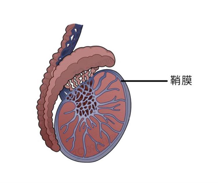 丝虫病会死人吗,丝虫病的历史