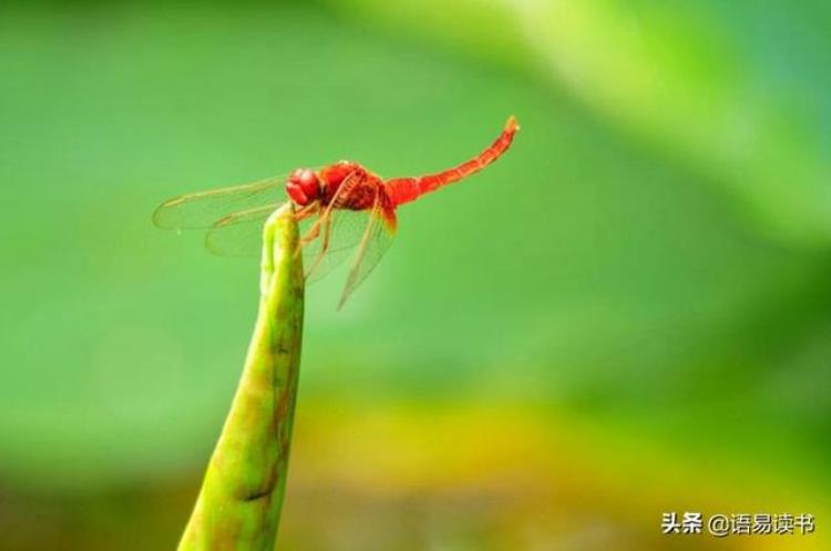 (小池)作者:杨万里,很经典的一首诗!,一年级古诗背诵小池