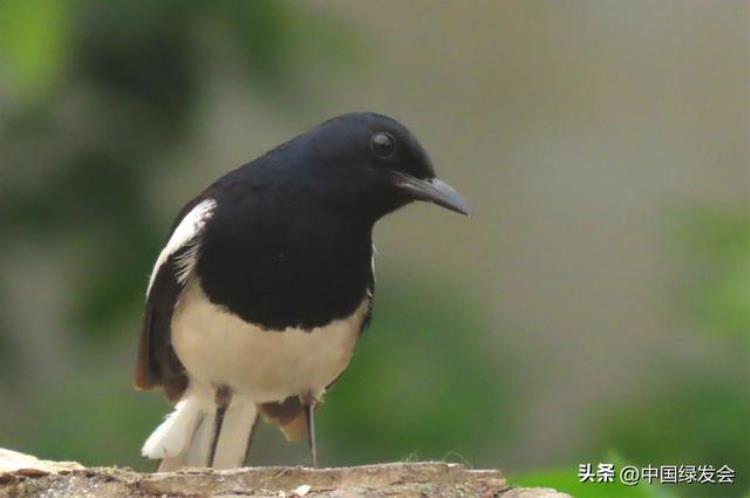 鹊鸲为什么叫四喜鸟,鹊鸲鸟国家几级保护动物