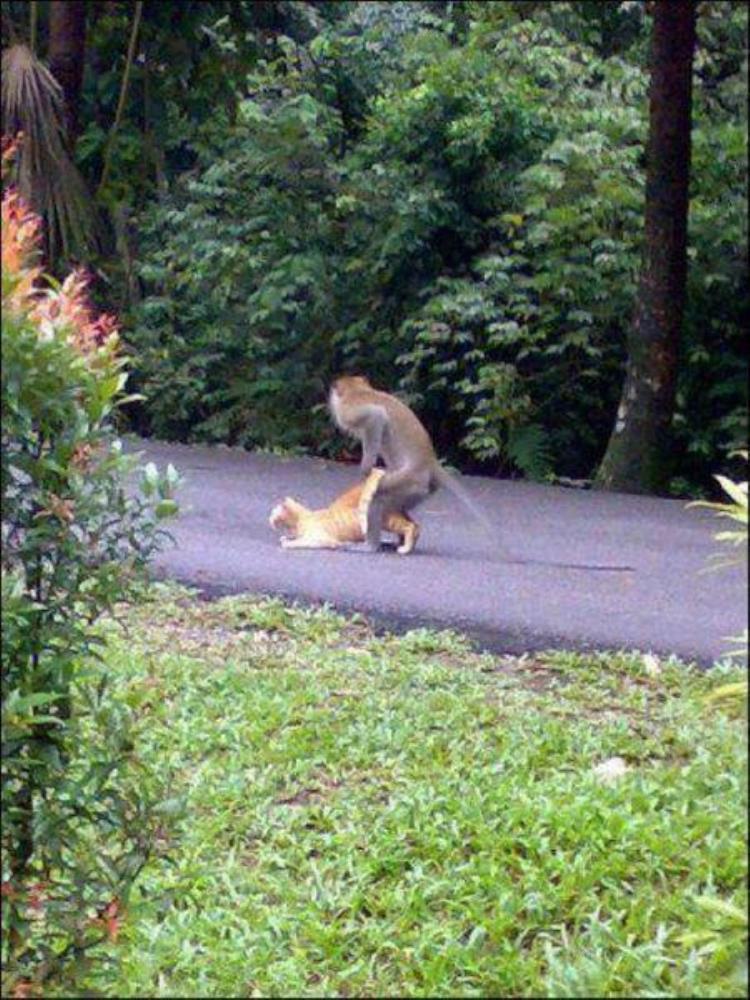 动物是怎么交流配的猴子「盘点令人瞠目动物交配猴子群交与猫乱伦(图)动物」