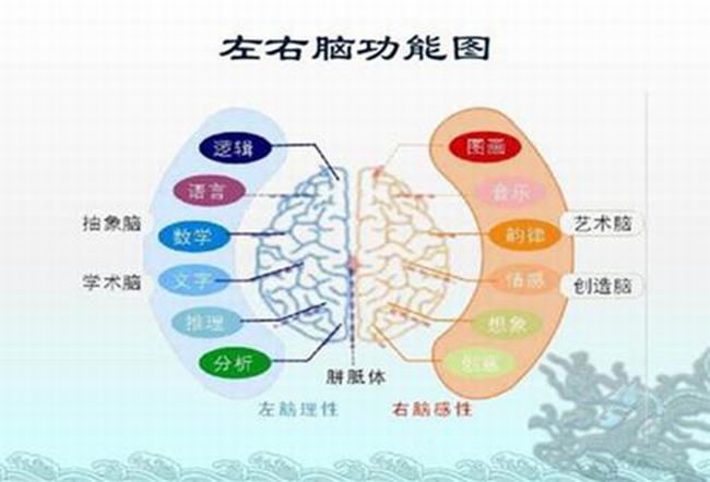 左脑和右脑有区别吗?左脑右脑哪个更发达的人聪明些