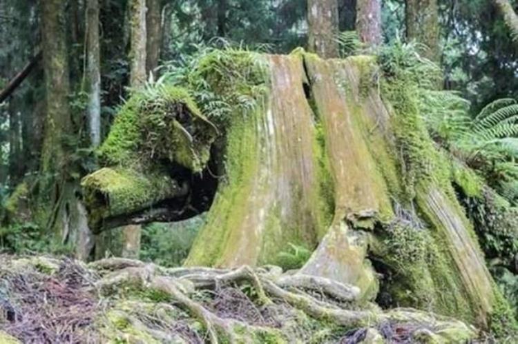 体型最大生物雪曼将军诞生时美国还没独立中国还在商朝